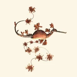 Blooming Seadragon Behang Coral Red