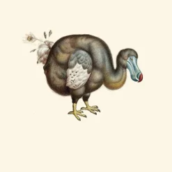 Dodo Pavone Behang Celadon