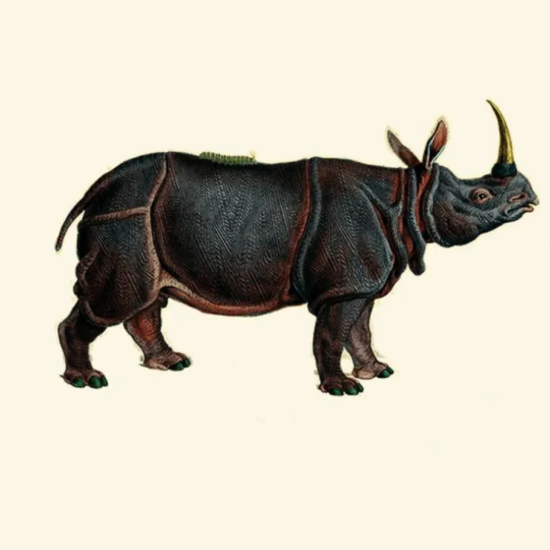 Dwarf Rhino Behang Charcoal