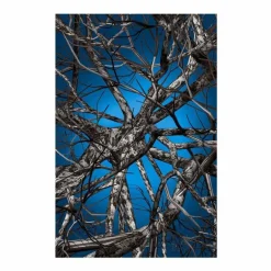 Liquid Birch Vloerkleed