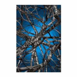 Liquid Birch Vloerkleed