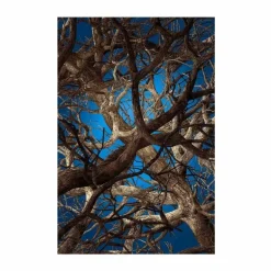 Liquid Maple Vloerkleed