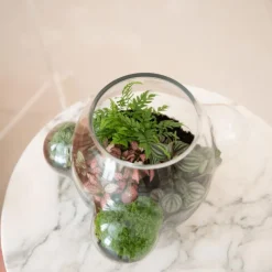 Local Habitat Terrarium Vaas