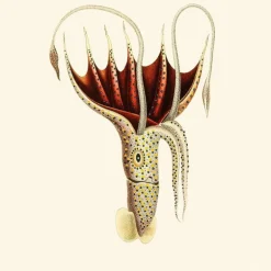 Umbrella Squid Behang Indigo